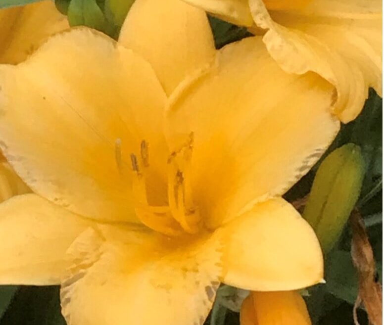 Squash blooms photo taken by Ben Cooper