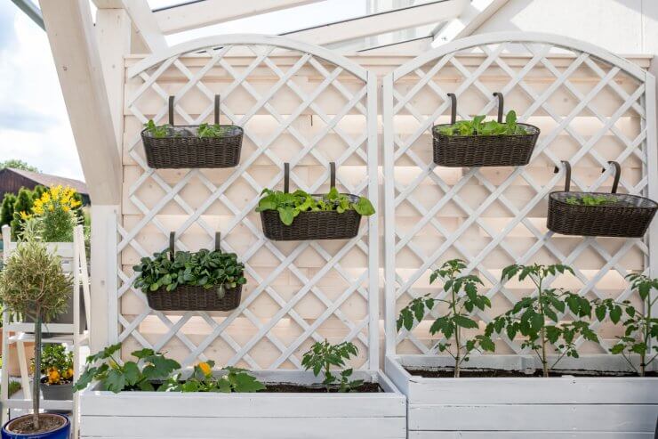 Vertical Gardening