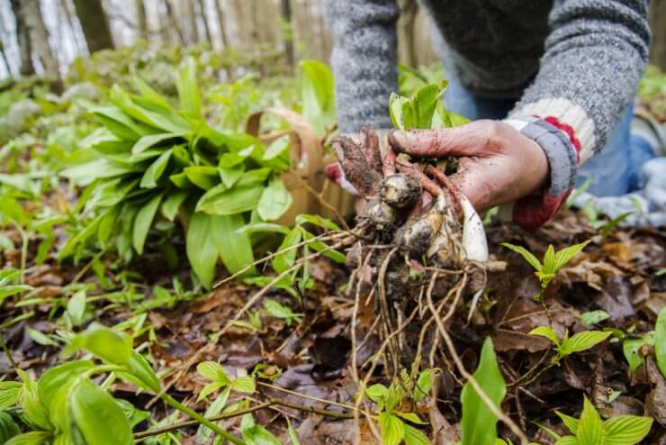 A woman foraging for wild leeks, also called ramps, or wild onions. 