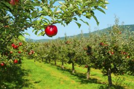 America’s Home Orchards