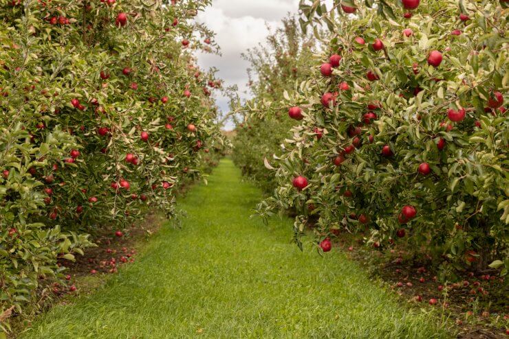 An apple orchard before harvest