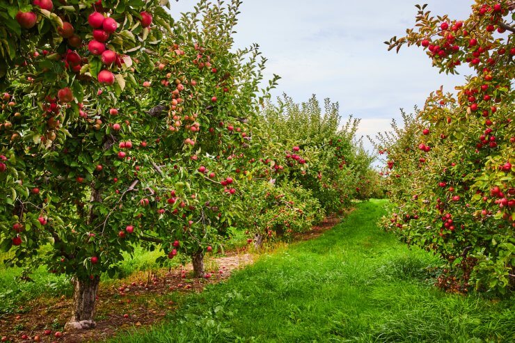 apple trees in orchard farm