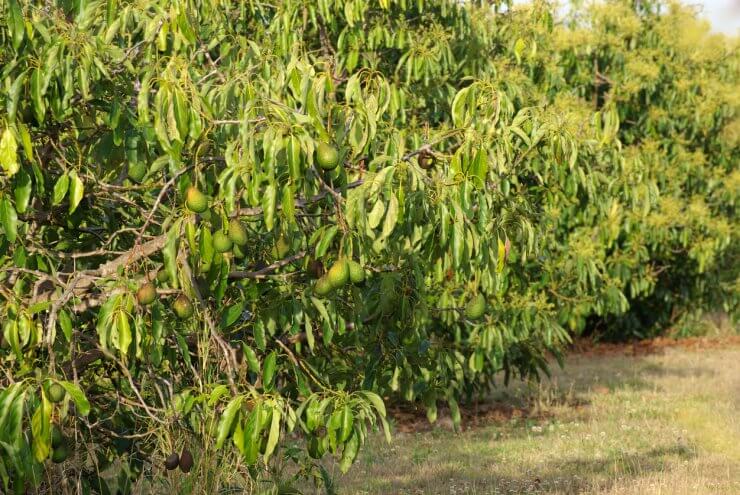 Avocado tree