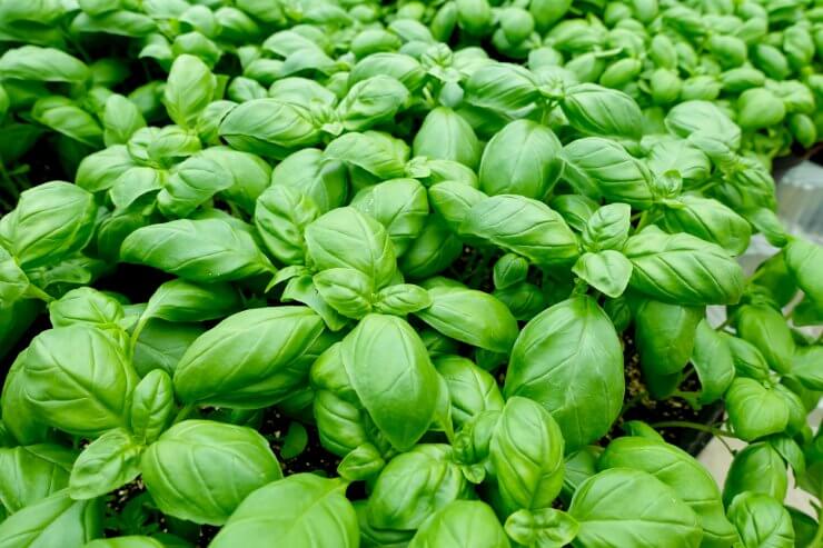 Basil