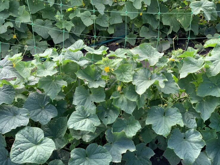 Beds with seedlings of cucumbers. Growth and flowering of greenhouse cucumbers.