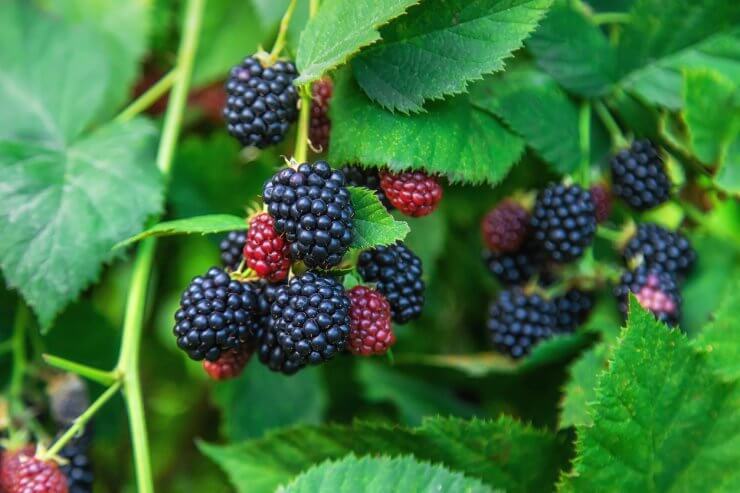 Blackberries grow in the garden. Selective focus.