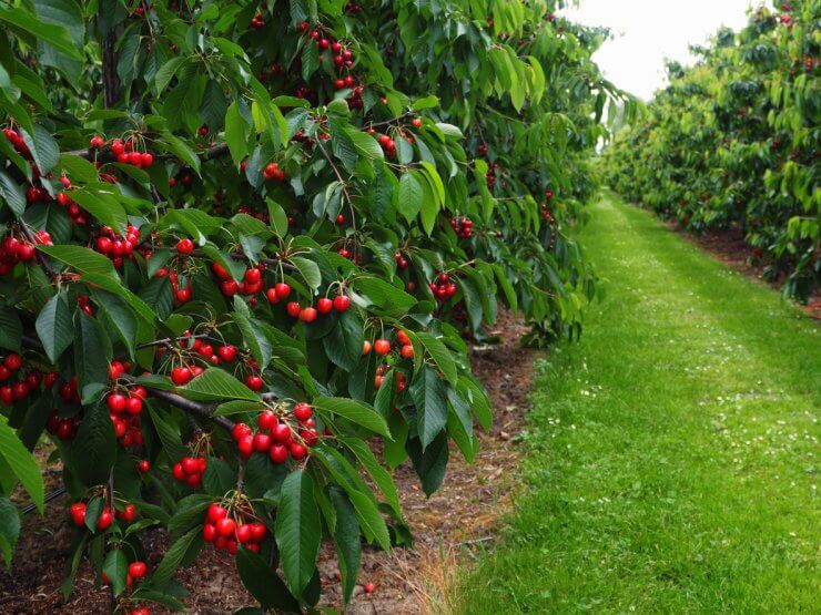 Red cherries background