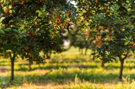 10 Must-Grow Fruit Trees for 2025