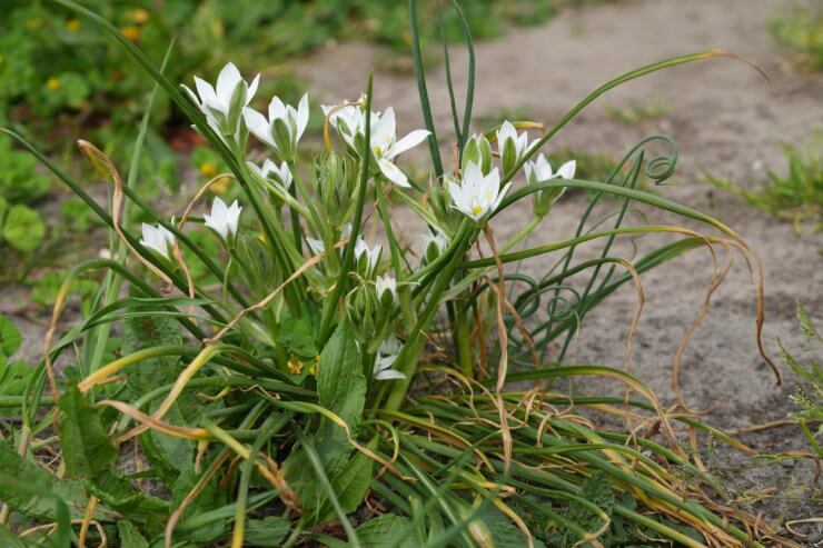 Closeup on emerging fresh white flowers Garden star-of-bethlehen, Ornithogalum umbellatum in the field