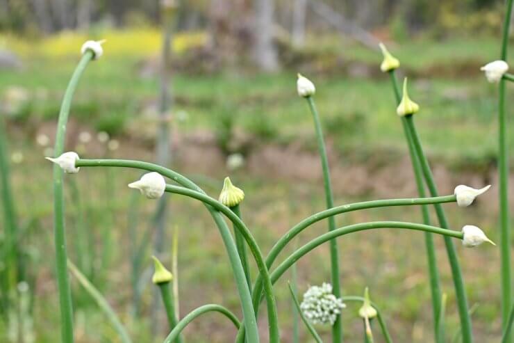 closeup the bunch ripe green onion plants with seeds growing in the farm over out of focus green brown background.