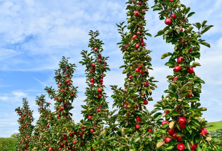 Gorgeous ripe apples on a branch.
