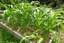 Growing Sweet Corn in Small Spaces
