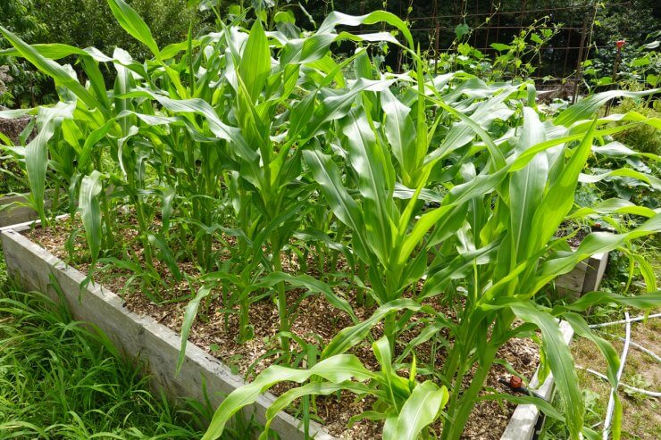 corn growing in the backyard. Cultivation of corn in raised bed garden. cornfield. corn growing at home