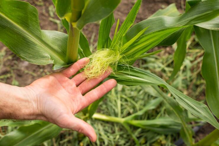 Corn pollination on plant. Checking corn field. Farmer hand caring about corn plant