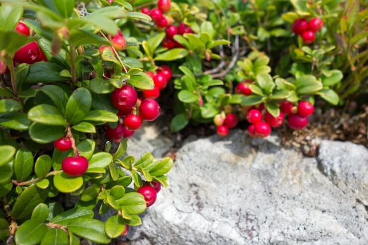 Cranberries