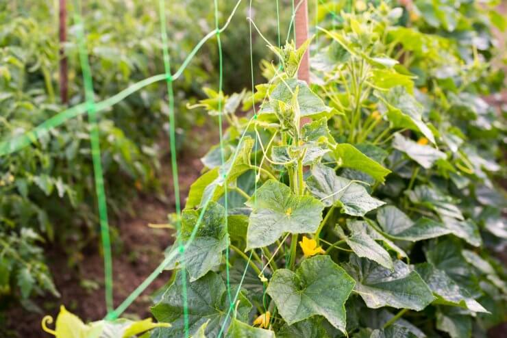 Cucumber flowers, creeping vines and leaves