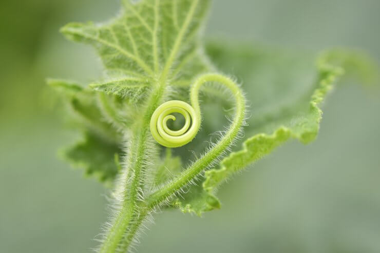 Curly cucumber tendril spiral