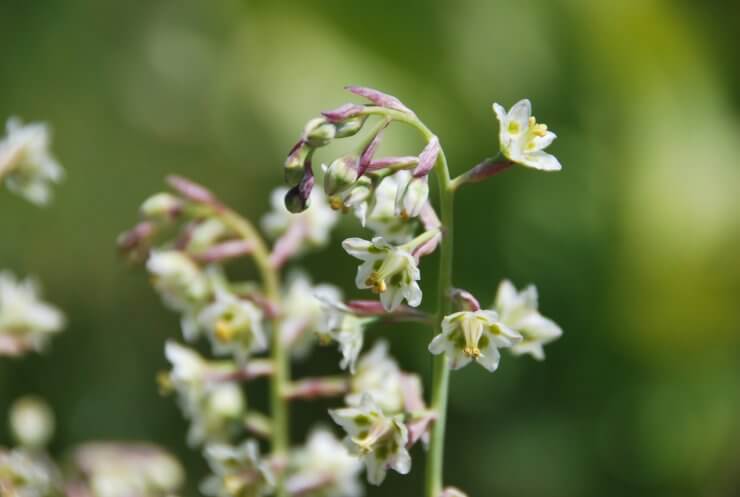Death Camas