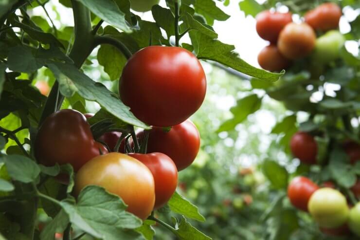 plant of tomato