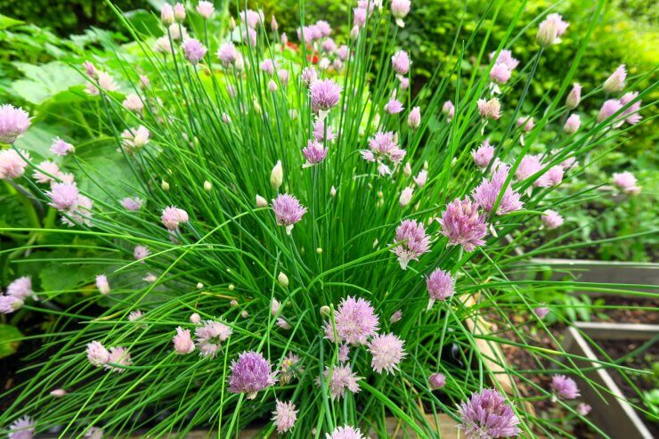 Flowering chive plants 