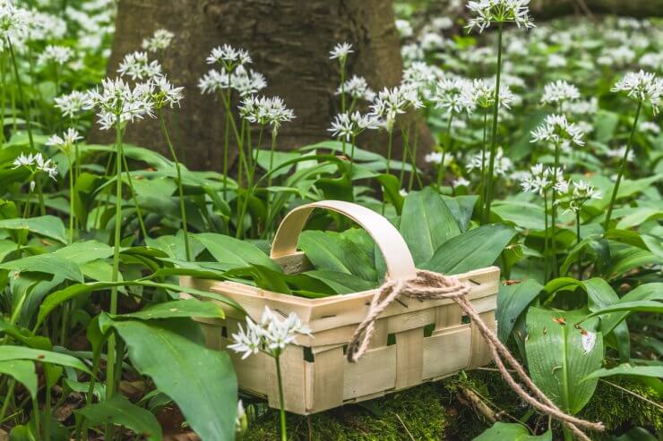 Freshly picked wild garlic in a wooden basket in the forest. 