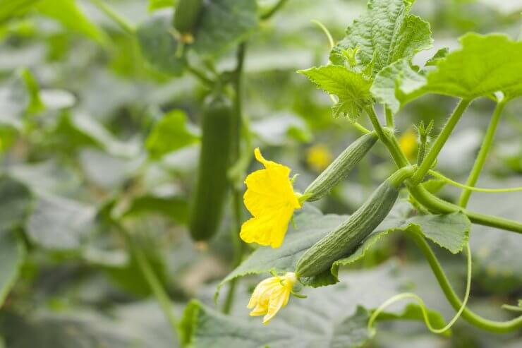 growing cucumber