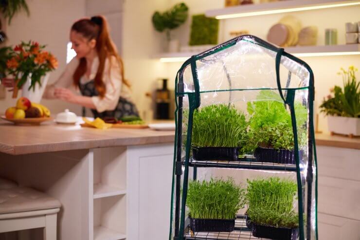 Why Hydroponic Franchises Appeal to Gardeners in Drought-Stricken States