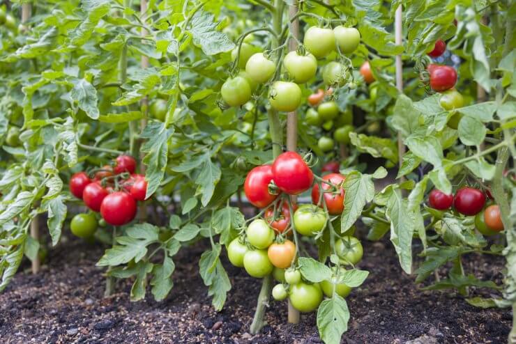 Indeterminate (cordon) tomato plants 