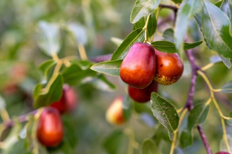 Ripe jujube fruits on tree branch in natural setting