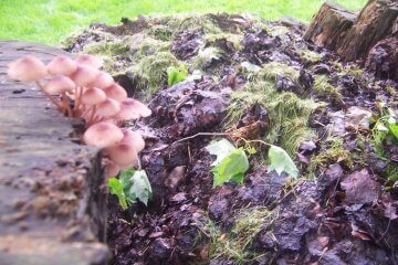 My Compost Pile: A World Unto Itself