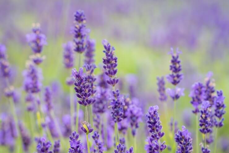 Close up od Lavandula angustifolia Hidcote Blue.