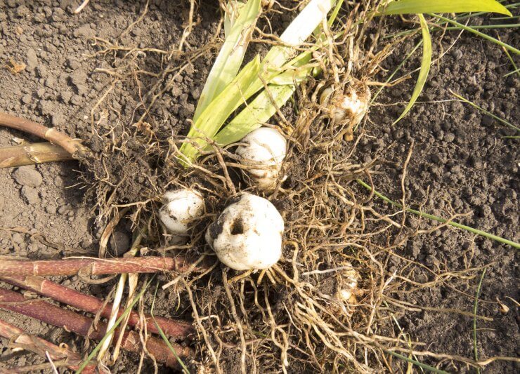 Lily Bulbs with roots and stalk.