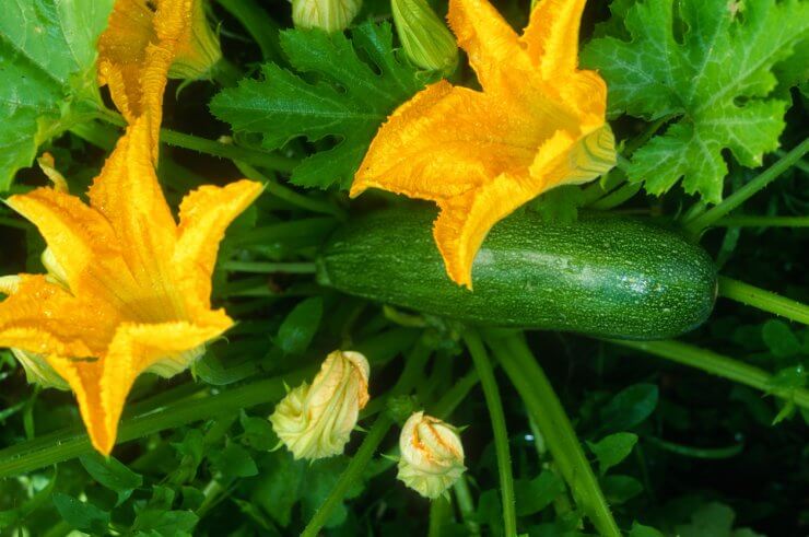 Marrow plant