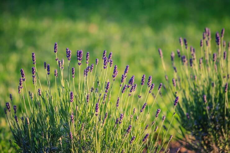 Munstead lavender plant at sunset