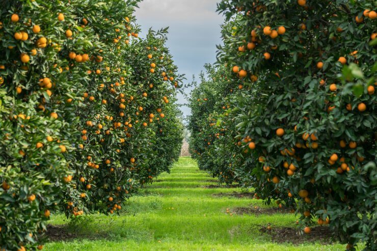 Orange Trees