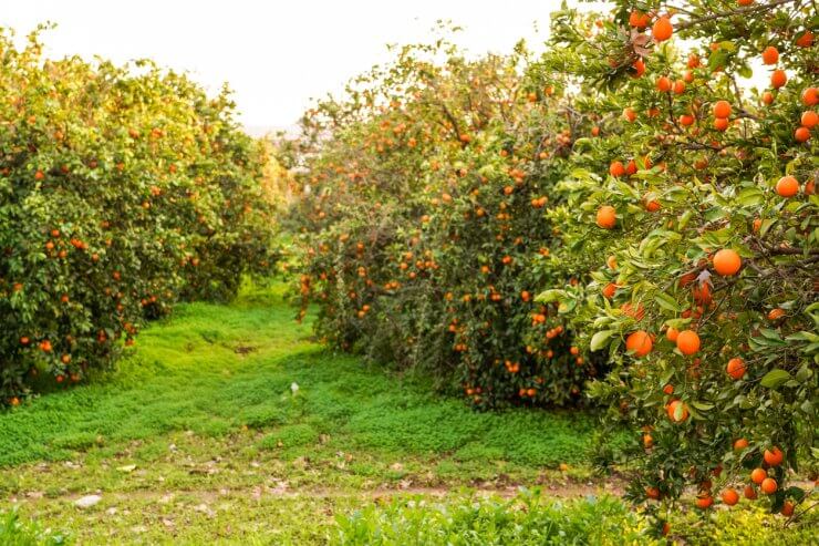 orange tree with oranges in field