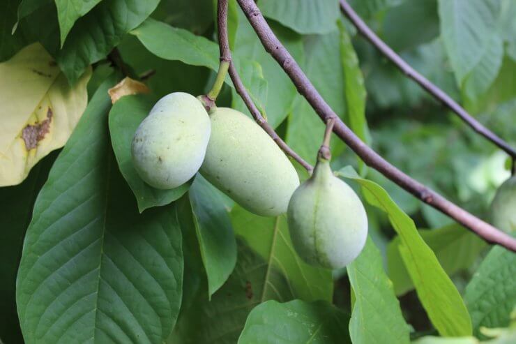 Three Pawpaws (Wild Edible Fruit) Ripening on Tree in Forest