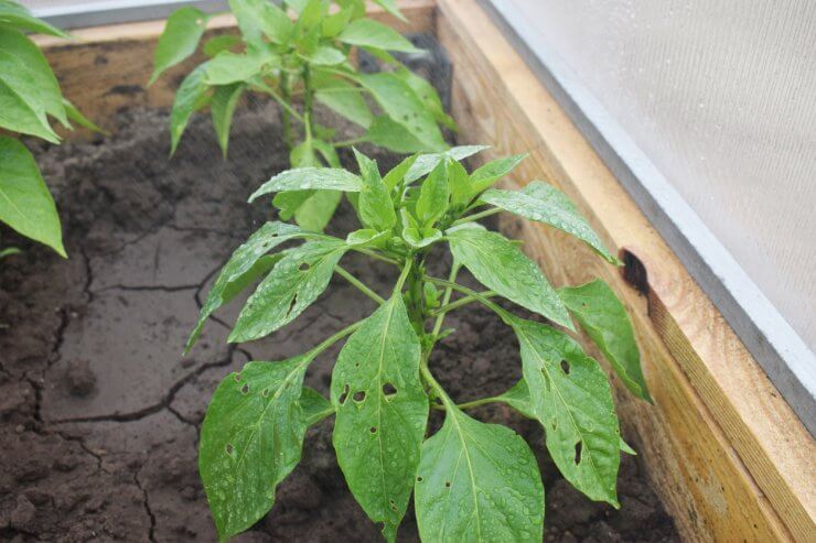Pepper Bush in the greenhouse. Sick plant. Insects damaged the leaves