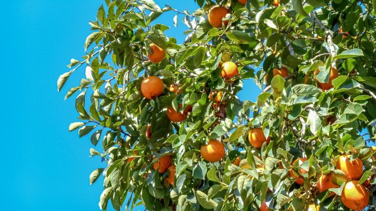 persimmon plant