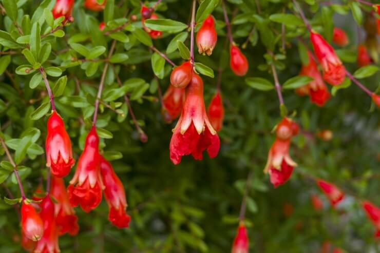 dwarf pomegranate