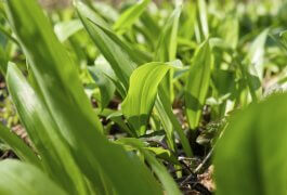 Identifying Mystery and Volunteer Onions in Your Garden