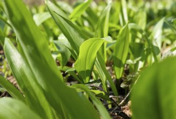 Ramson, Bear Leek, Wild Garlic in the forest