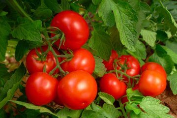 Tomatoes