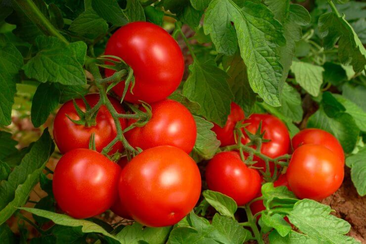 Tomatoes