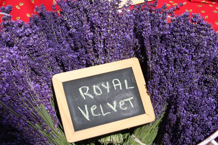 Royal Velvet Lavender