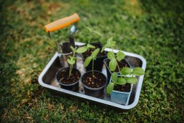 How to Master Succession Planting and Avoid Zucchini Glut