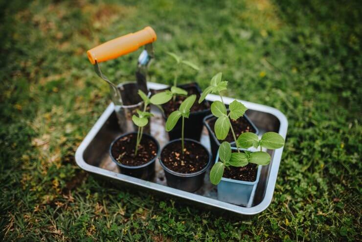 Seedling zucchini