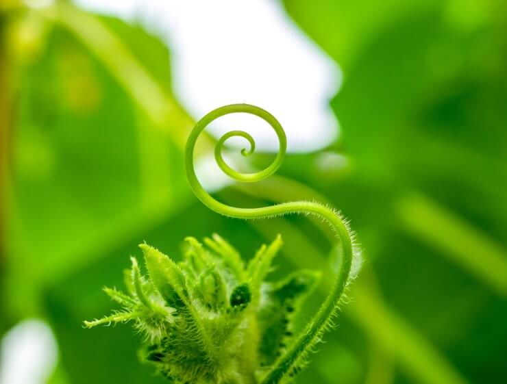 Selective focus on the mustache of a cucumber closeup. The mustache of the plant is twisted in the form of a spiral and ring. Abstract image in the form of a swan with strong blur. Copy space
