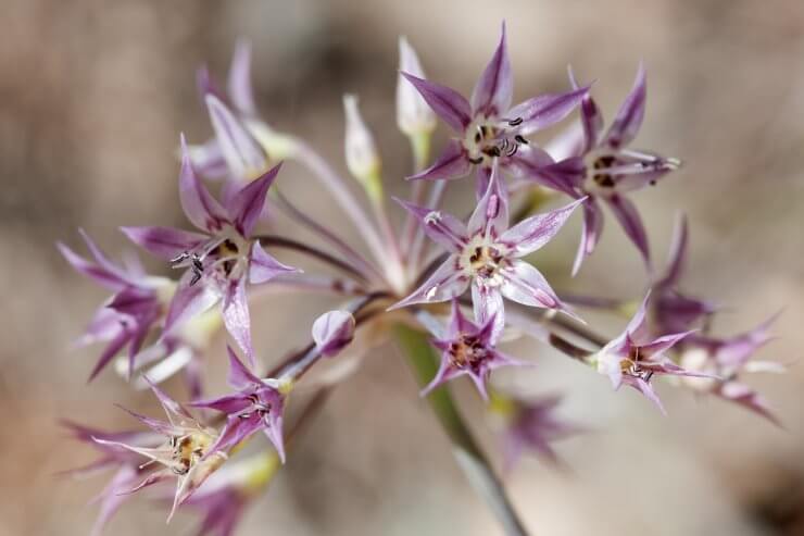 Sierra onion Allium campanulatum