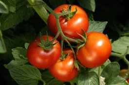 The 10 Sweetest Tomatoes to Plant